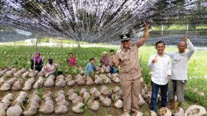 Geliat Ekonomi Natuna, Wabup Jarmin Kawal 45 Ribu Bibit Kelapa Unggul untuk Rakyat