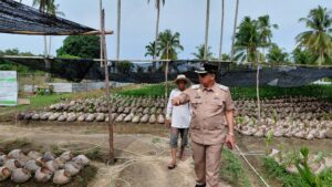 Geliat Ekonomi Natuna, Wabup Jarmin Kawal 45 Ribu Bibit Kelapa Unggul untuk Rakyat