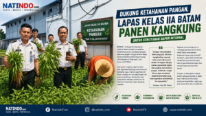 Dukung Ketahanan Pangan, Lapas Kelas IIA Batam Panen Kangkung untuk Kebutuhan Dapur Internal 1 Dukung Ketahanan Pangan, Lapas Kelas IIA Batam Panen Kangkung untuk Kebutuhan Dapur Internal