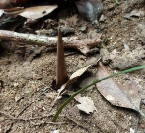 Teror di Hutan Natuna, Jebakan Kayu Runcing Ancam Keselamatan Warga, Abib Juong Minta Aparat Tangkap Pelaku